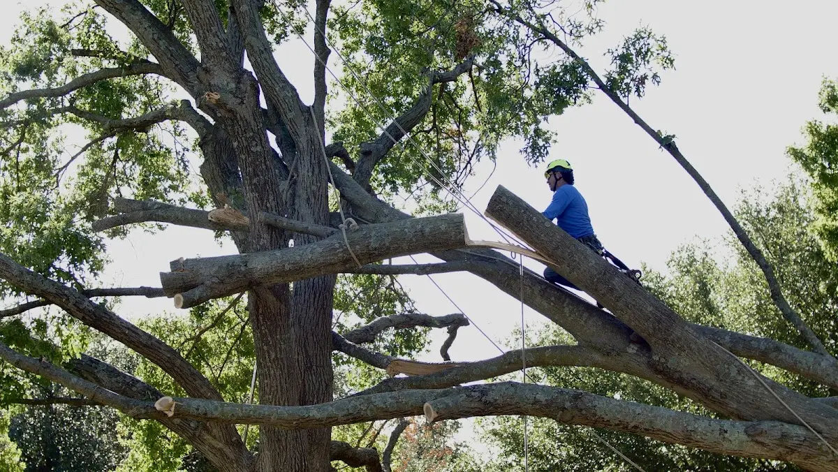 Professional Crown Thinning performed by certified arborists in Cardington