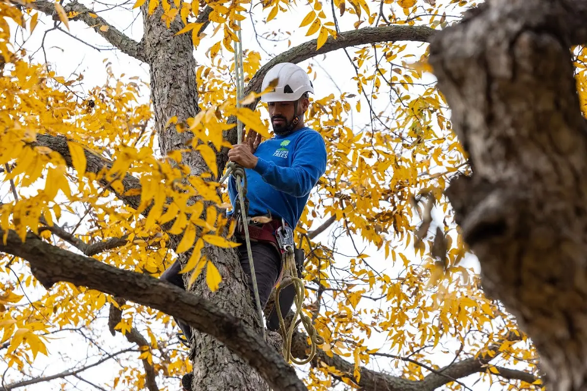 Skilled Tree Pruning crew working in Cardington
